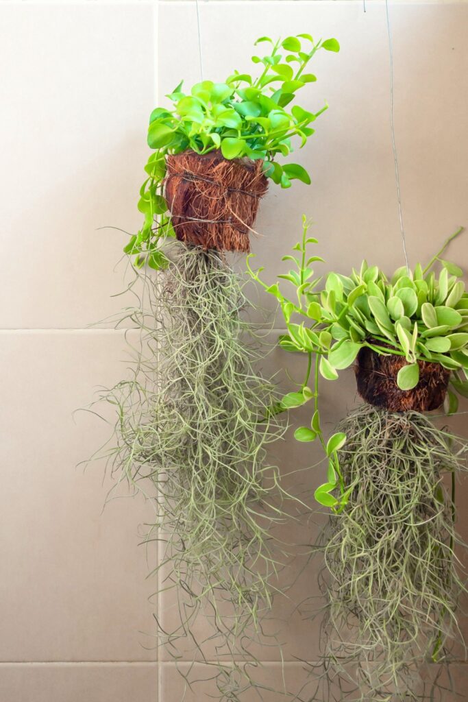 Green leaves, ornamental hanging plant, Dischidia tree in dry coconut husk hanging on the wall in bathroom