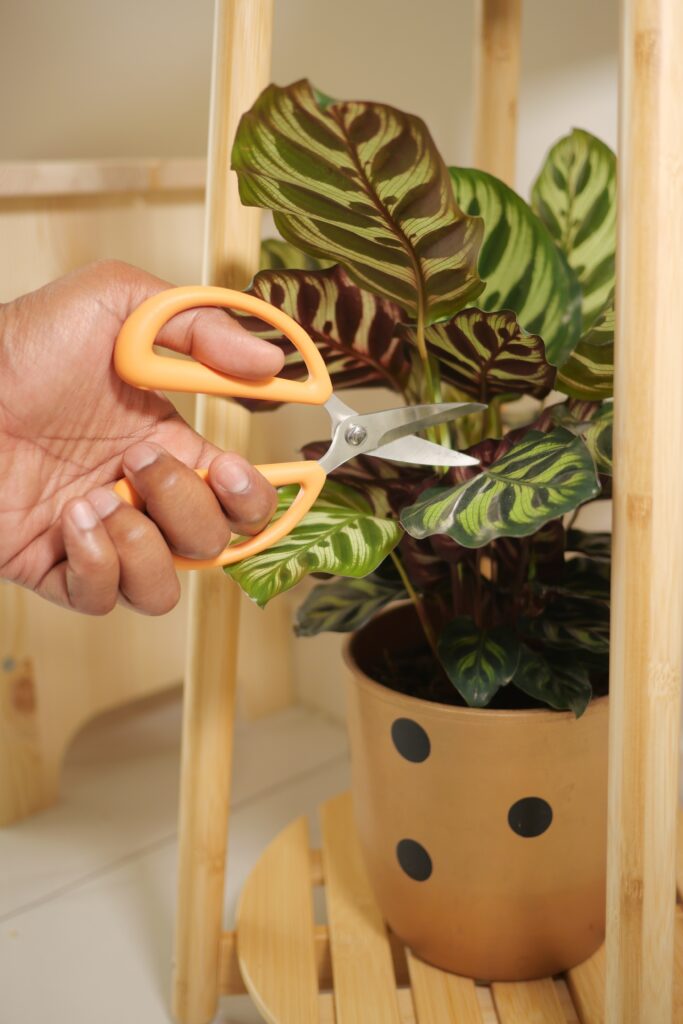 Why Are My House plant Leaves Turning Brown? (And How to Fix It) 9 at Foliah Hand holding scissors to cut leaves from a plant indoors