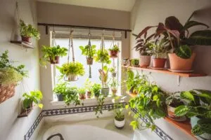 Hanging bathroom plants in baskets and pots in humid low light conditions
