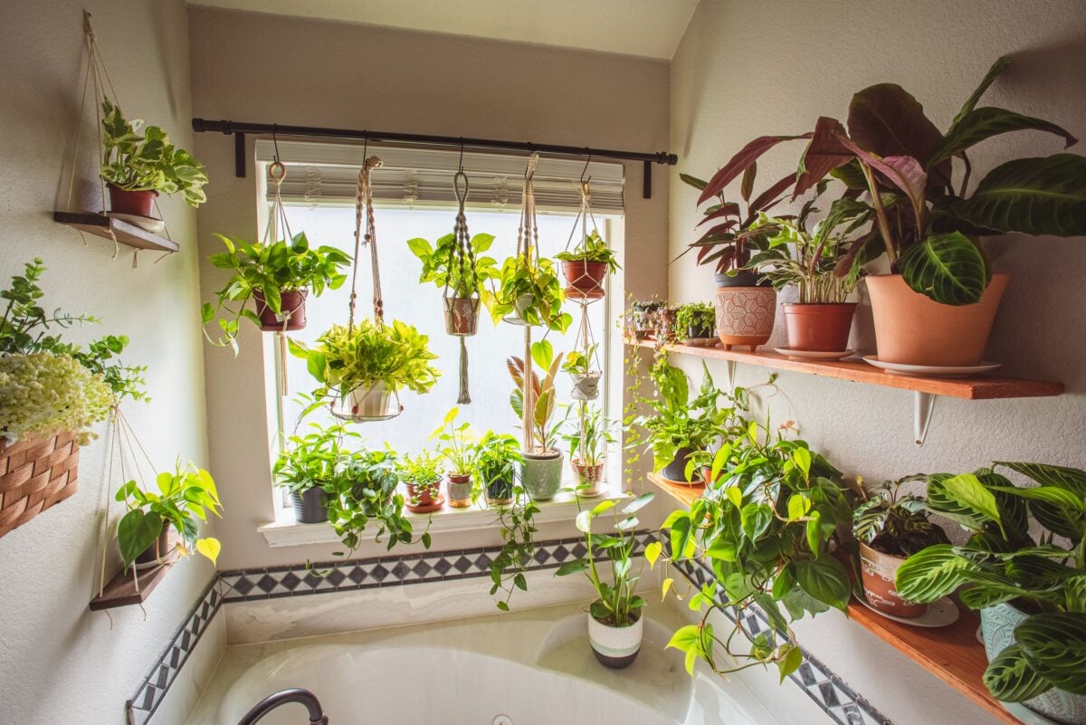 Hanging bathroom plants in baskets and pots in humid low light conditions