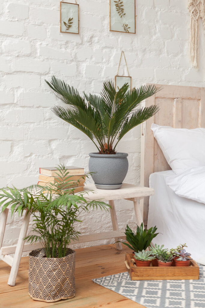Bedroom corner with plants styled at different heights, including a potted palm on a stool, floor plant, and small succulents in a tray.