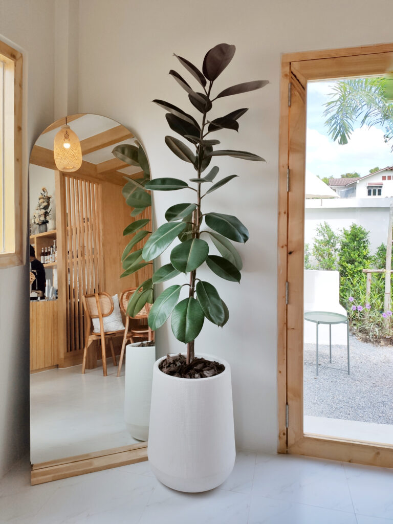 House Plant decoration. Rubber Plant, Indian Rubber Tree, Ficus Elastica in white pot with floor mirror near the glass door in cafe and restaurant background.