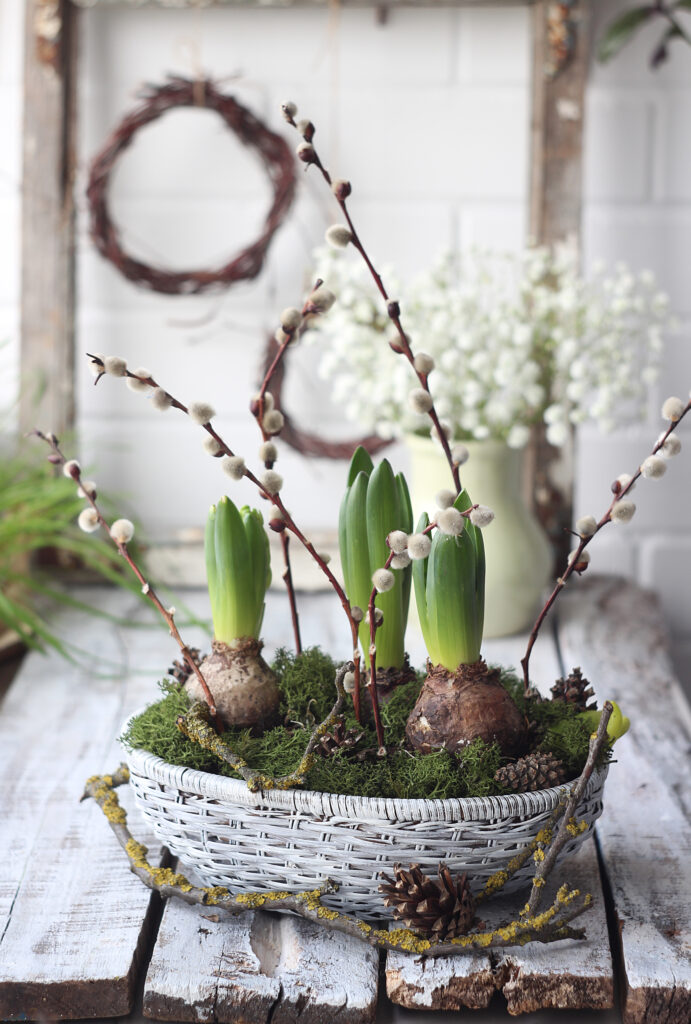 Hyacinth bulbs planted in moss in a wicker basket with pussy willow branches, pinecones, and natural Easter decor.