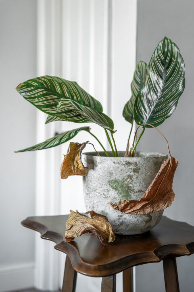 Why Are My House plant Leaves Turning Brown? (And How to Fix It) 8 at Foliah Indoor Calathea Plant