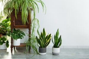 Indoor plants variety - sansevieria, chlorophytum in the room with light walls, indoor garden concept