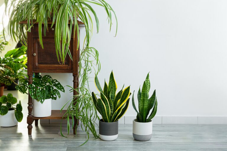 Indoor plants variety - sansevieria, chlorophytum in the room with light walls, indoor garden concept