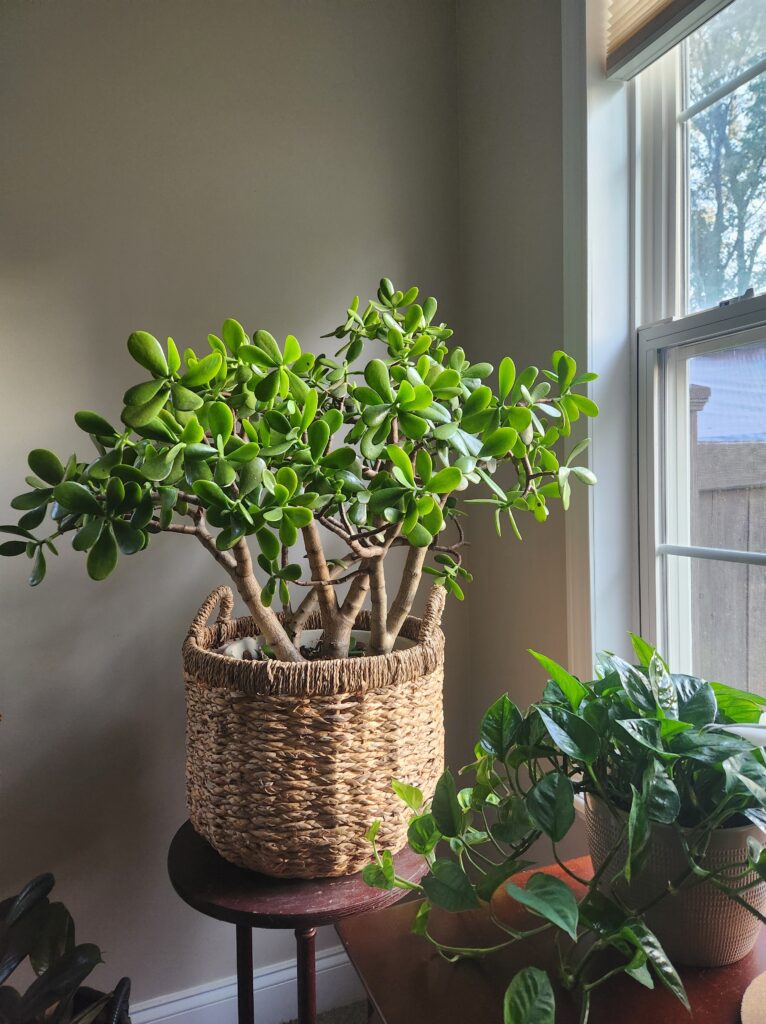 Jade plant. Dollar tree. crassula. lucky plant