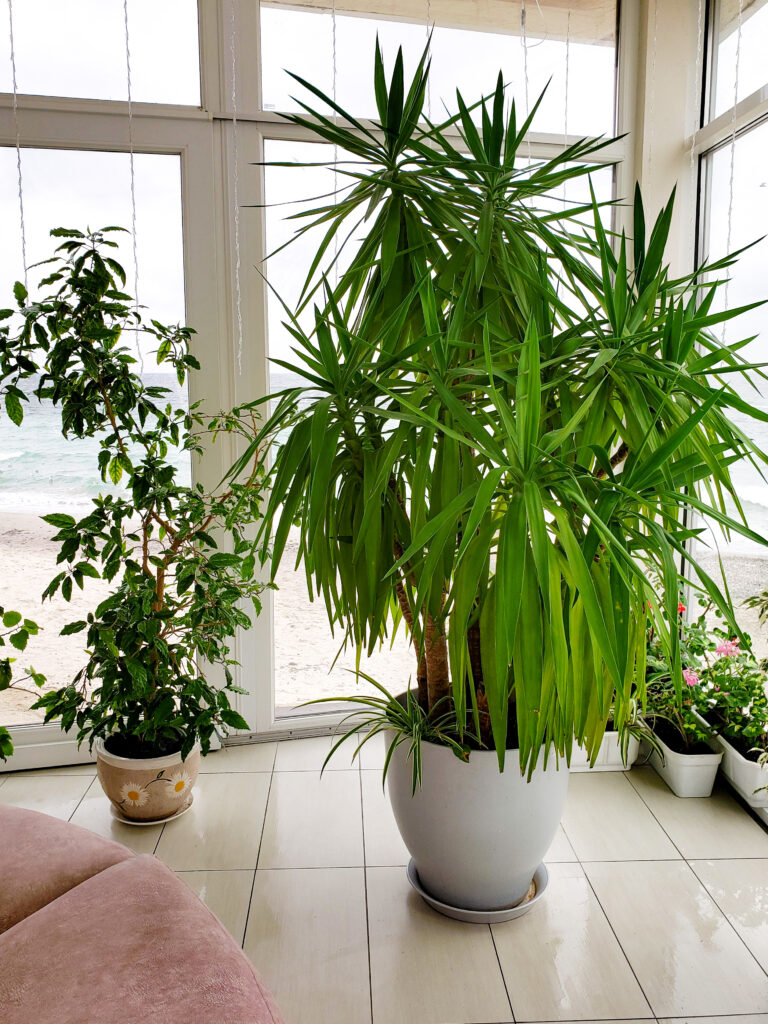 Large green dracaena on the floor against the background of the sea, flowers in the interior