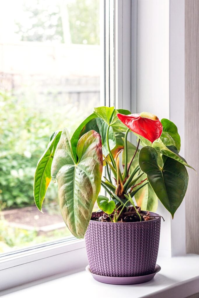 Leaves diseases of Anthurium. Leaves have brown spots and dry. Leaf blight or leaf spot. Indoor Plant Problems. Improper care.