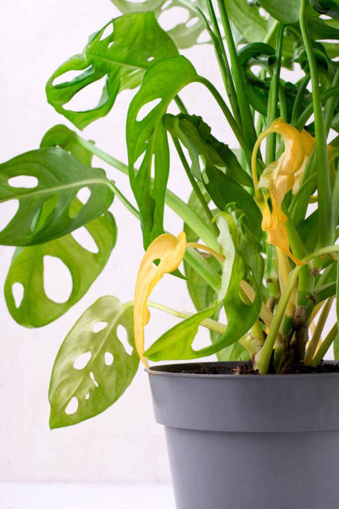 Monstera Monkey Mask with yellow leaves