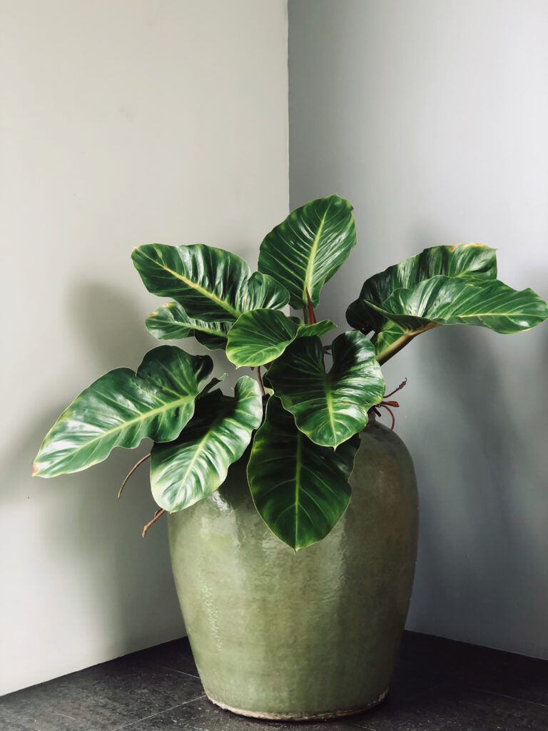 Large leafy indoor plant in a green pot placed in a corner, creating a simple statement plant display.