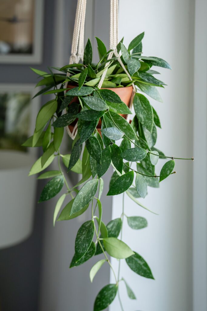 Plant Hoya gracilis in terracotta pot hanging from cotton macrame next to the window at home. Hoya in hanging pot closeup. Green houseplant in handmade holders made of rope. Urban jungle trend. 