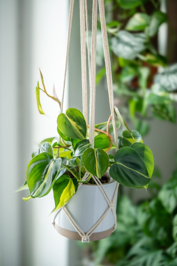 15 Hanging House Plants That Instantly Make a Room Feel Lush 5 at Foliah Plant Philodendron Brasil in white ceramic pot hanging from cotton macrame next to the window at home, closeup soft focus. Green houseplant in handmade holders made of rope.