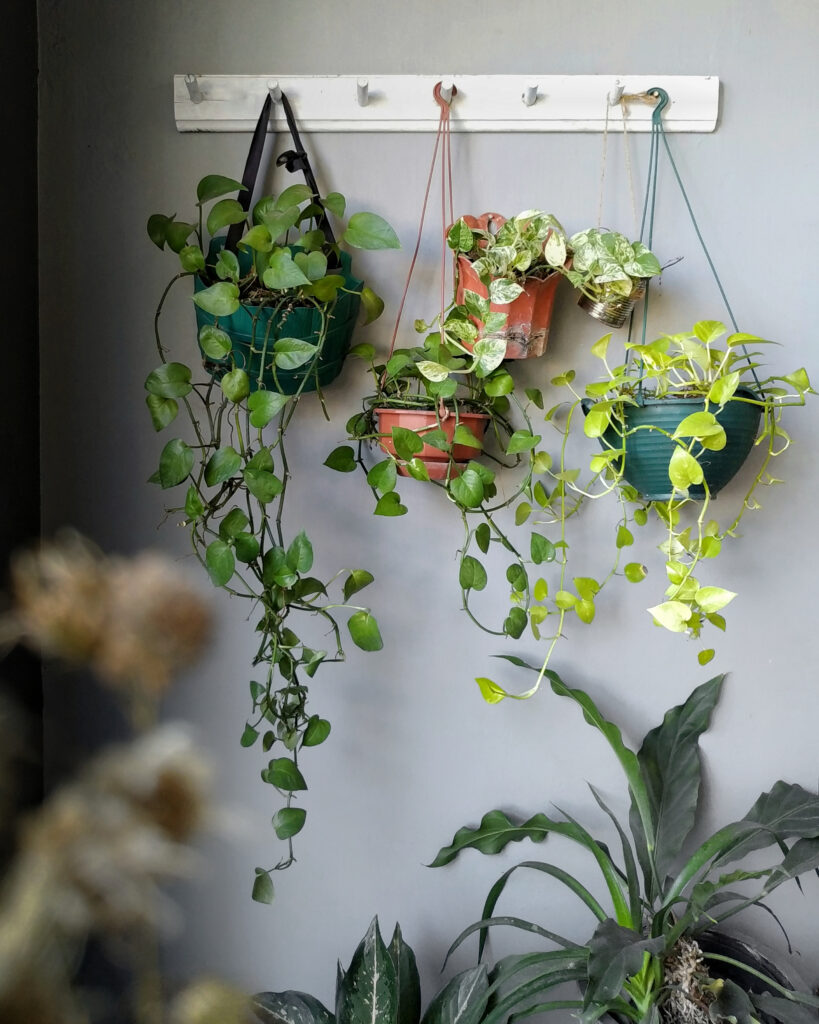 How to Make Pothos Fuller: Simple Tips for Lush, Bushy Growth 29 at Foliah Plant home decoration . A row of hanging Epipremnum Aureum or Devils Ivy also known as sirih gading or pothospathos with vibrant green trailing leaves well known for being a great office plant. houseplants decor