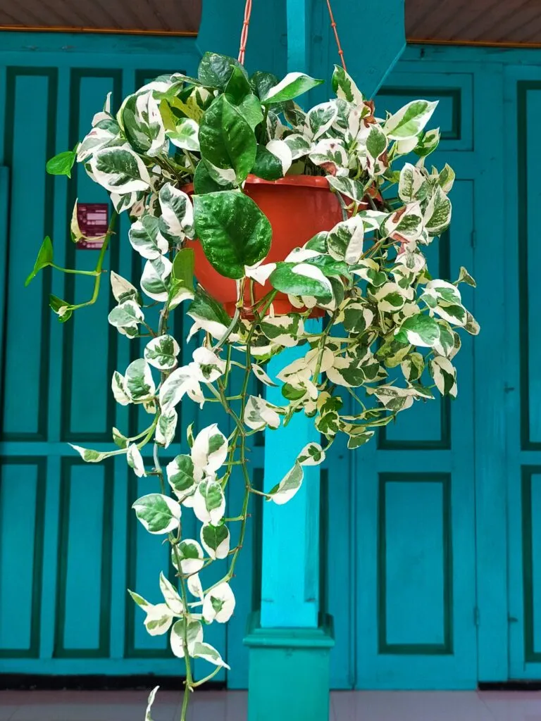 How to Make Pothos Fuller: Simple Tips for Lush, Bushy Growth 27 at Foliah Pothos in a hanging pot. Pothos or sirih gading is a genus of flowering plants in the Araceae family Potheae tribe. This plant is commonly planted as a house and yard decoration houseplants decor