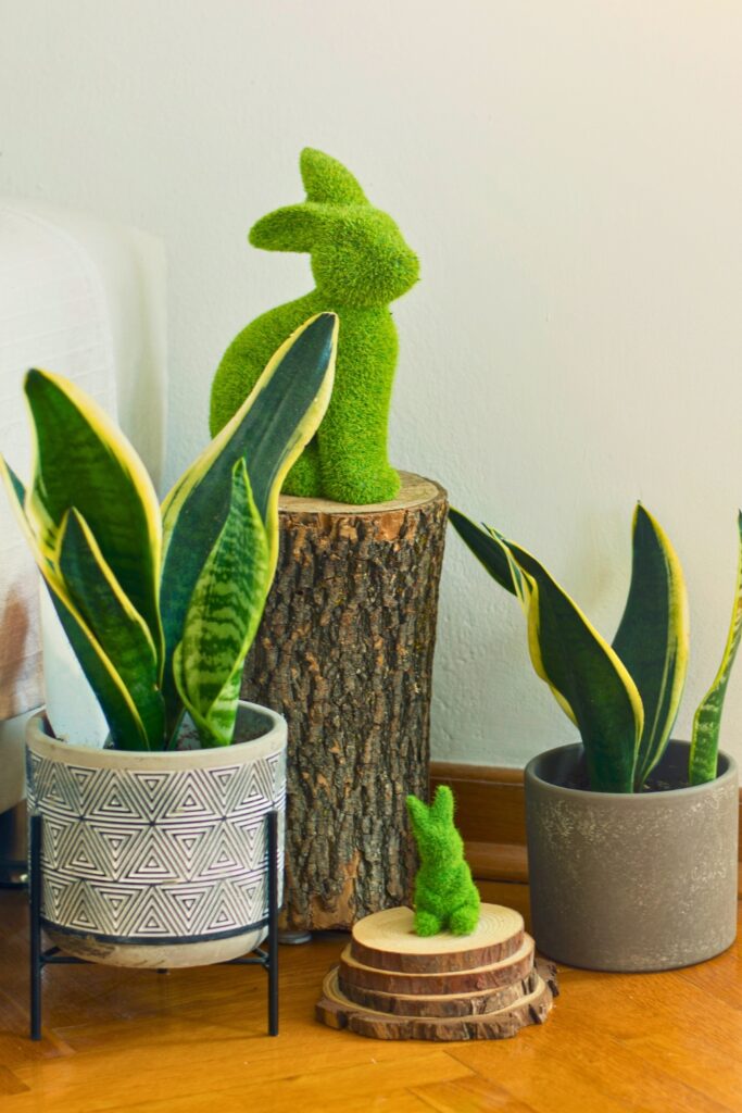 Potted snake plants bright living room indoor detail 1 houseplants decor