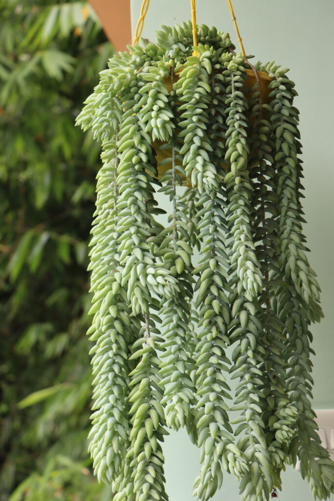 Sedum plant or Donkey tail or burros tail plant in hanging basket, balcony plant