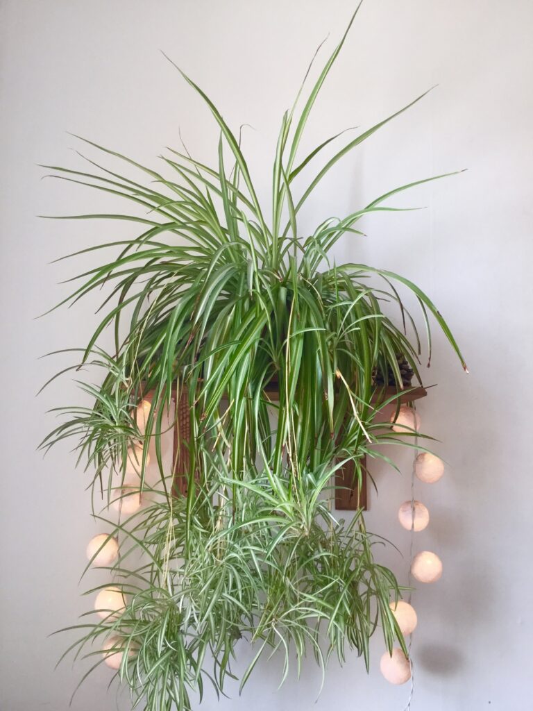15 Hanging House Plants That Instantly Make a Room Feel Lush 4 at Foliah Spider Plant aka, Airplane Plant, Spider Ivy, Ribbon Plant, St. Bernard's Lily, Hen and Chickens, Chlorophytum Comosum hanging on a white wall background on a wooden shelf with a Pinecone.