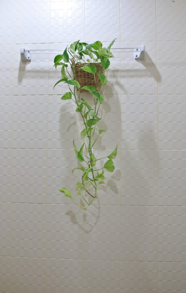 Pothos Epipremnum aureum in a hanging pot in the bathroom