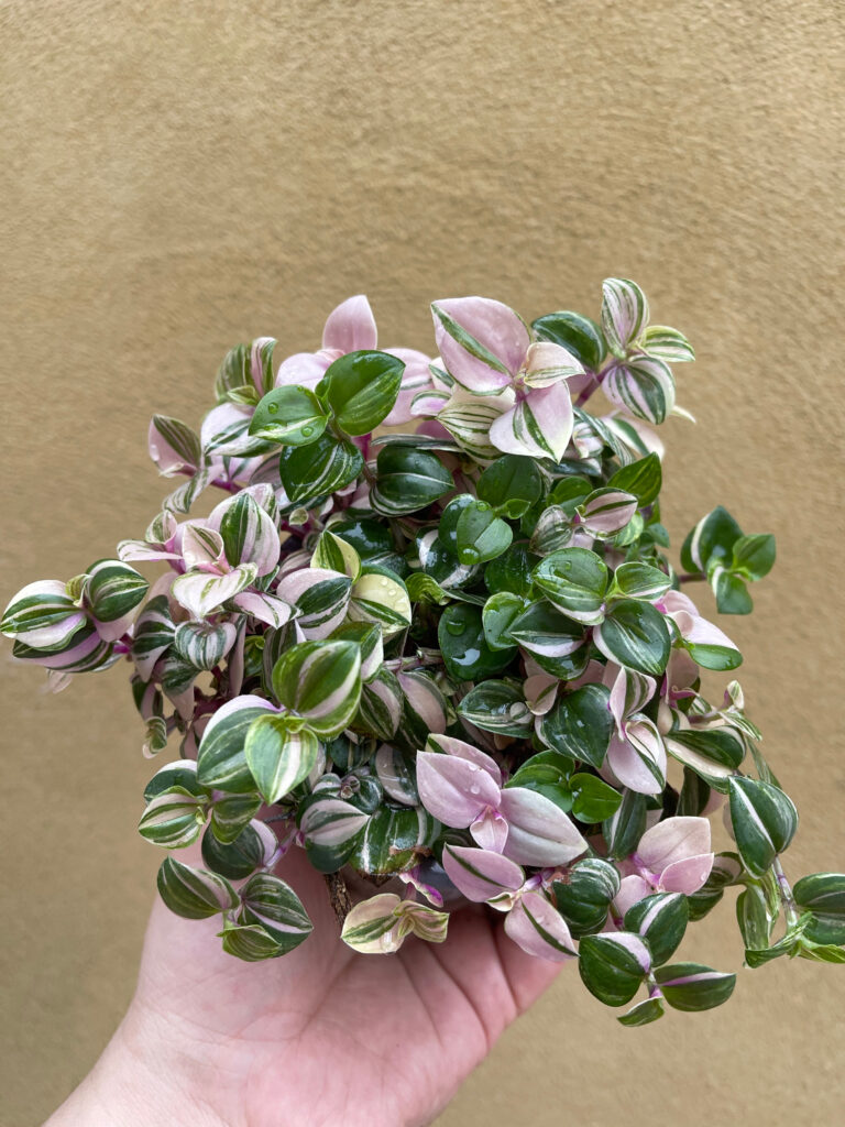 Tradescantia rosa spiderwort trailing plant