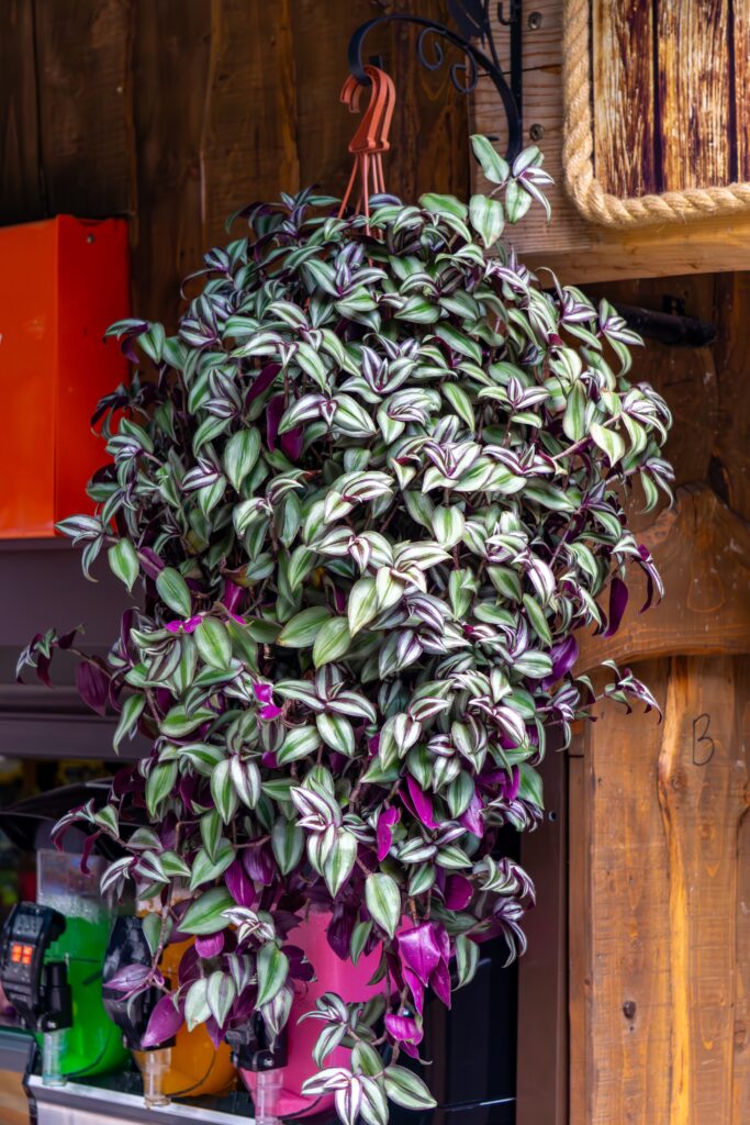 15 Hanging House Plants That Instantly Make a Room Feel Lush 10 at Foliah Tradescantia zebrina in a large hanging pot, with green and purple leaves featuring distinctive silvery stripes, hanging by a wooden wall among utility items.