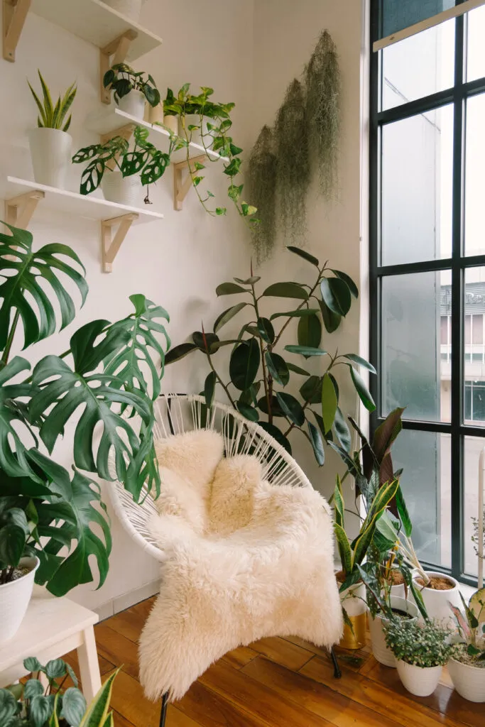 Cozy corner with a chair surrounded by indoor plants, including wall shelves with trailing plants and potted greenery arranged around a window.