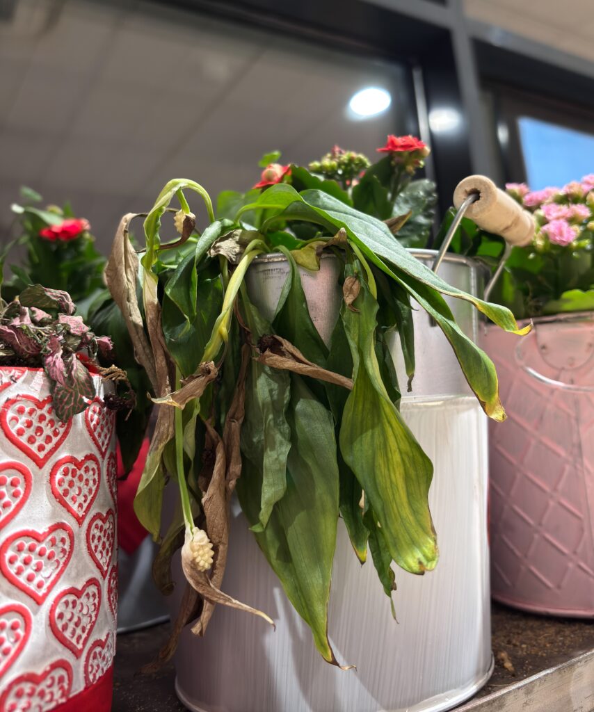 Wilting spathiphyllum in white pot 
