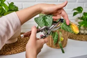 Woman gardener cuts wilted plants in a pot with garden scissors, home living room. Female hand with pruning shears trim a dried flower. Scindapsus pictus trebie or silver vine