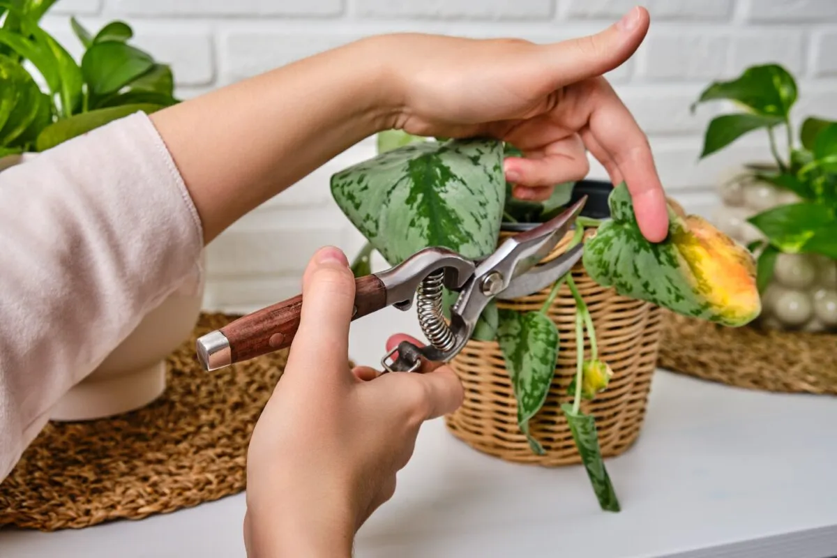 Woman gardener cuts wilted plants in a pot with garden scissors, home living room. Female hand with pruning shears trim a dried flower. Scindapsus pictus trebie or silver vine