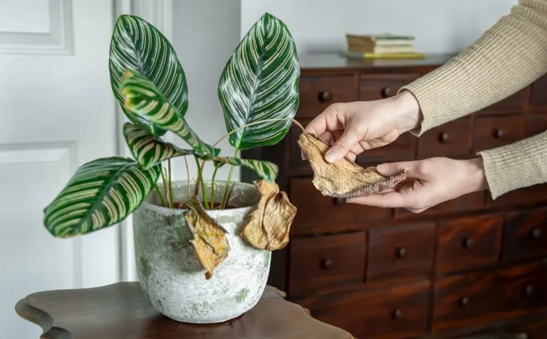 Woman's Hands Inspecting Wilted Leaves on an Indoor Calathea Plant – Signs of Disease and Care Needs