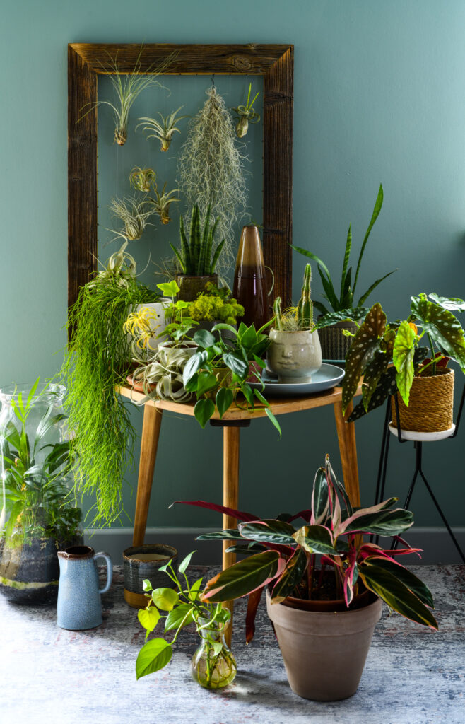 A small apartment plant display with multiple indoor plants grouped on a wooden table, including trailing plants, air plants in a frame, and potted greenery arranged in layers.
