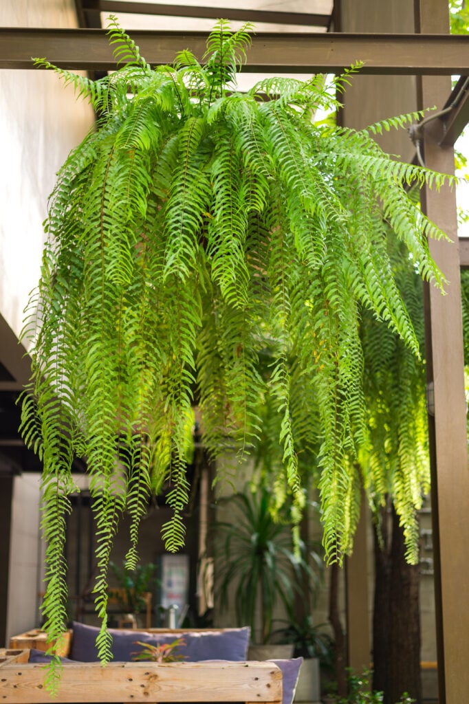 15 Hanging House Plants That Instantly Make a Room Feel Lush 14 at Foliah beautiful giant boston fern hanging pot