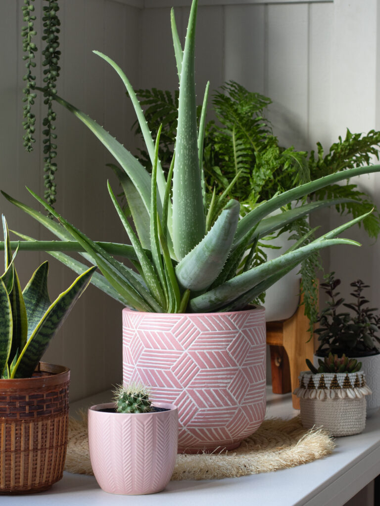 group of indoor pot plants in pink pots with aloe vera cactus and fern 