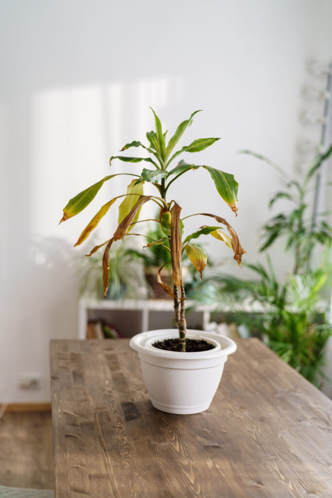 houseplant dracaena marginata suffering from temperature change