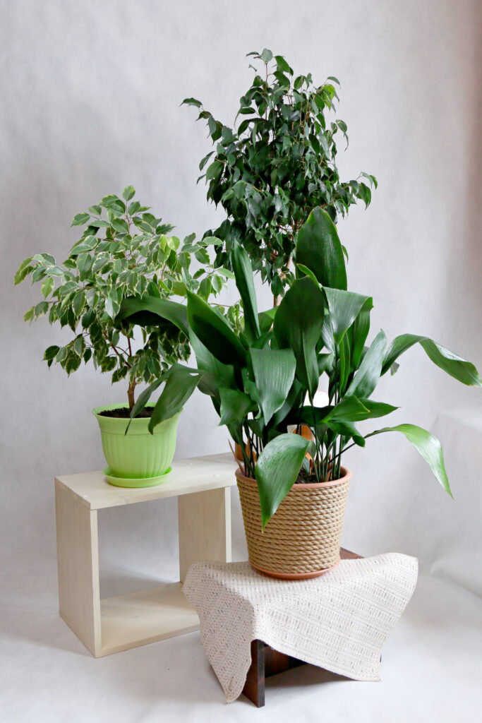 office, house plants Ficus Benjamin and Aspidistra