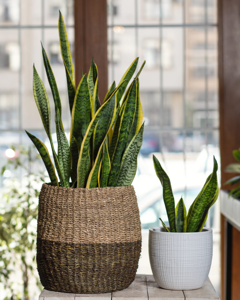 2 Sansevieria, snake plant in pot