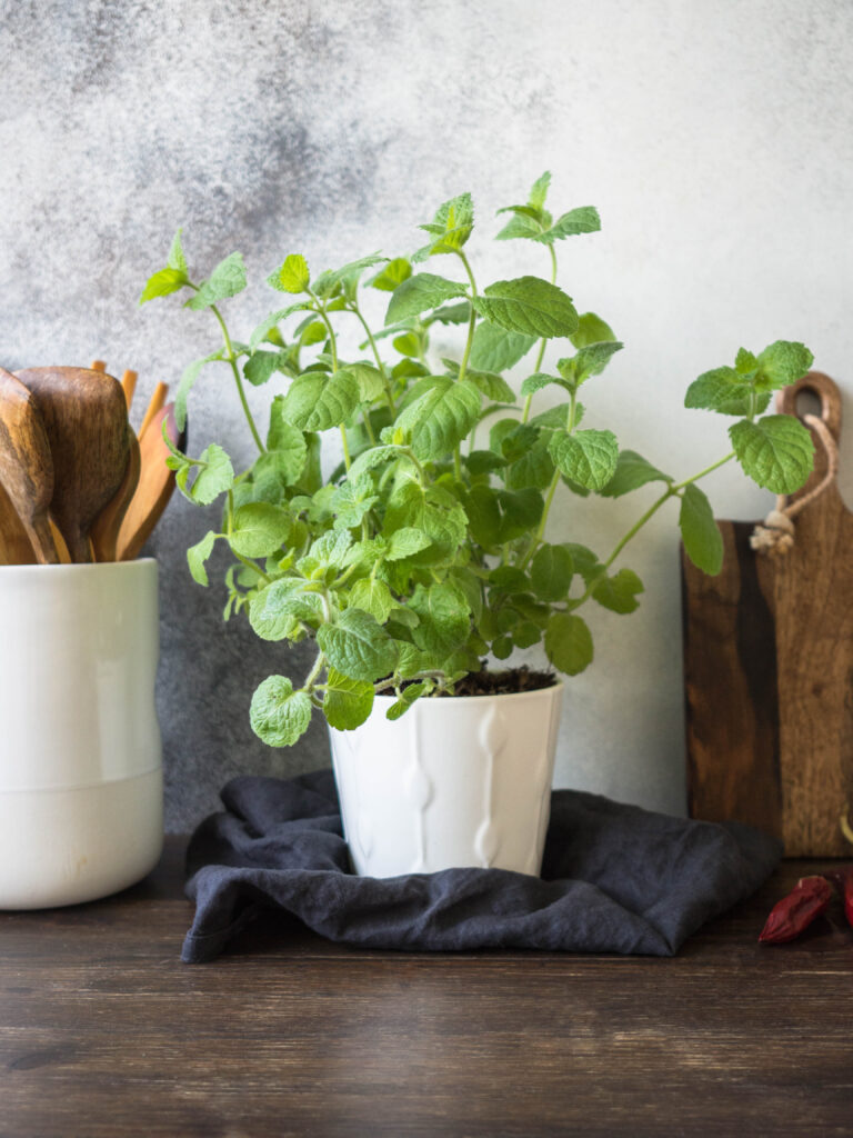 9 Indoor Mosquito Repelling Plants (And How to Use Them at Home) 4 at Foliah A bush of fresh green mint in a white pot, ceramic jar with wooden spoons and cutting board on the kitchen table
