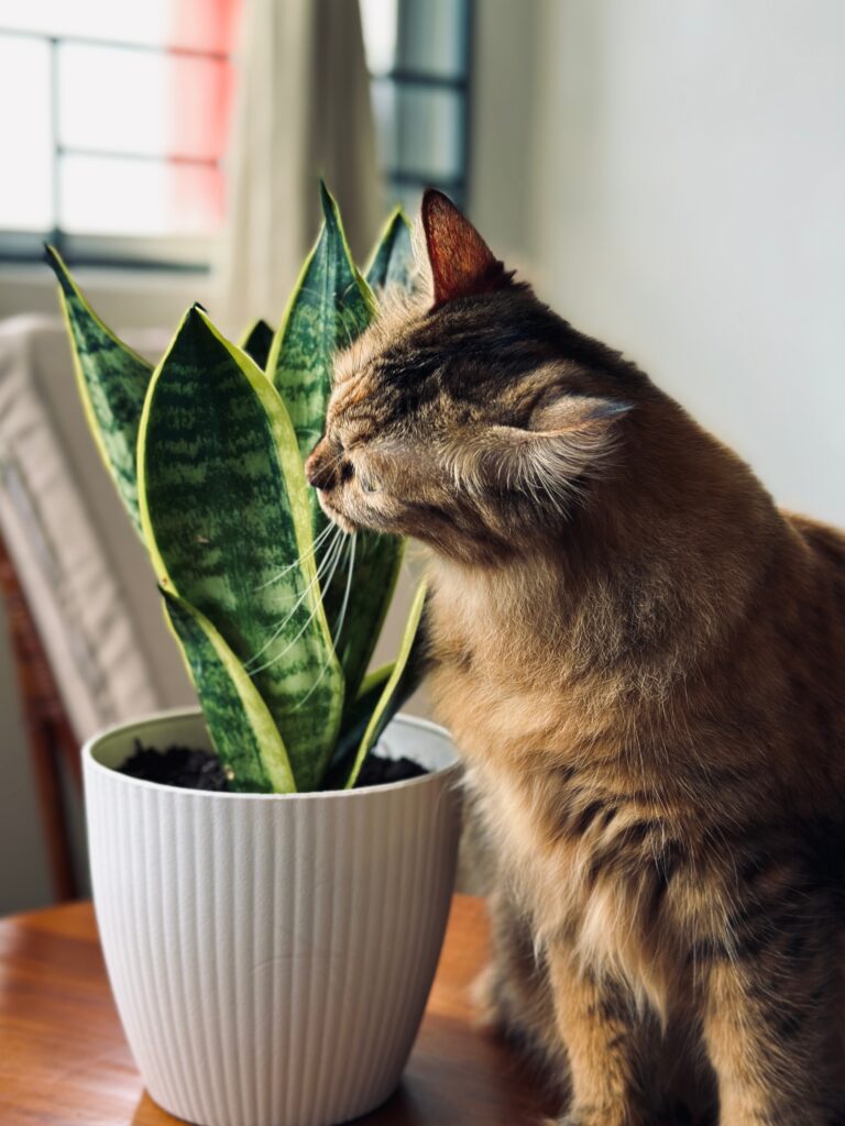 A cat with its snake plant