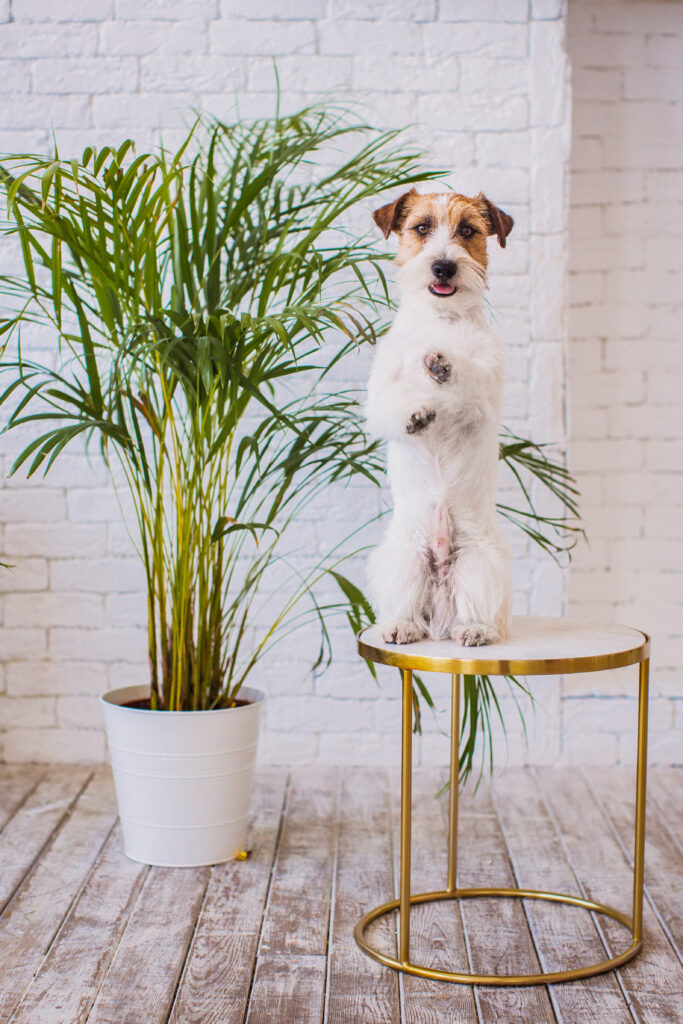8 Pet Safe Indoor Plants for Cats and Dogs (Grow Without Worry!) 4 at Foliah A dog doing tricks on a stool next to a large potted palm, dypsis lutescens