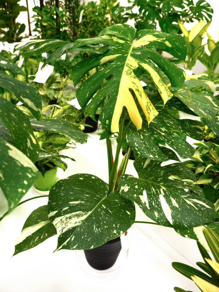 Monstera Thai Constellation Plant Care 101: Easy Tips for New Plant Parents 4 at Foliah A potted house plant called Monstera Thai Constellation