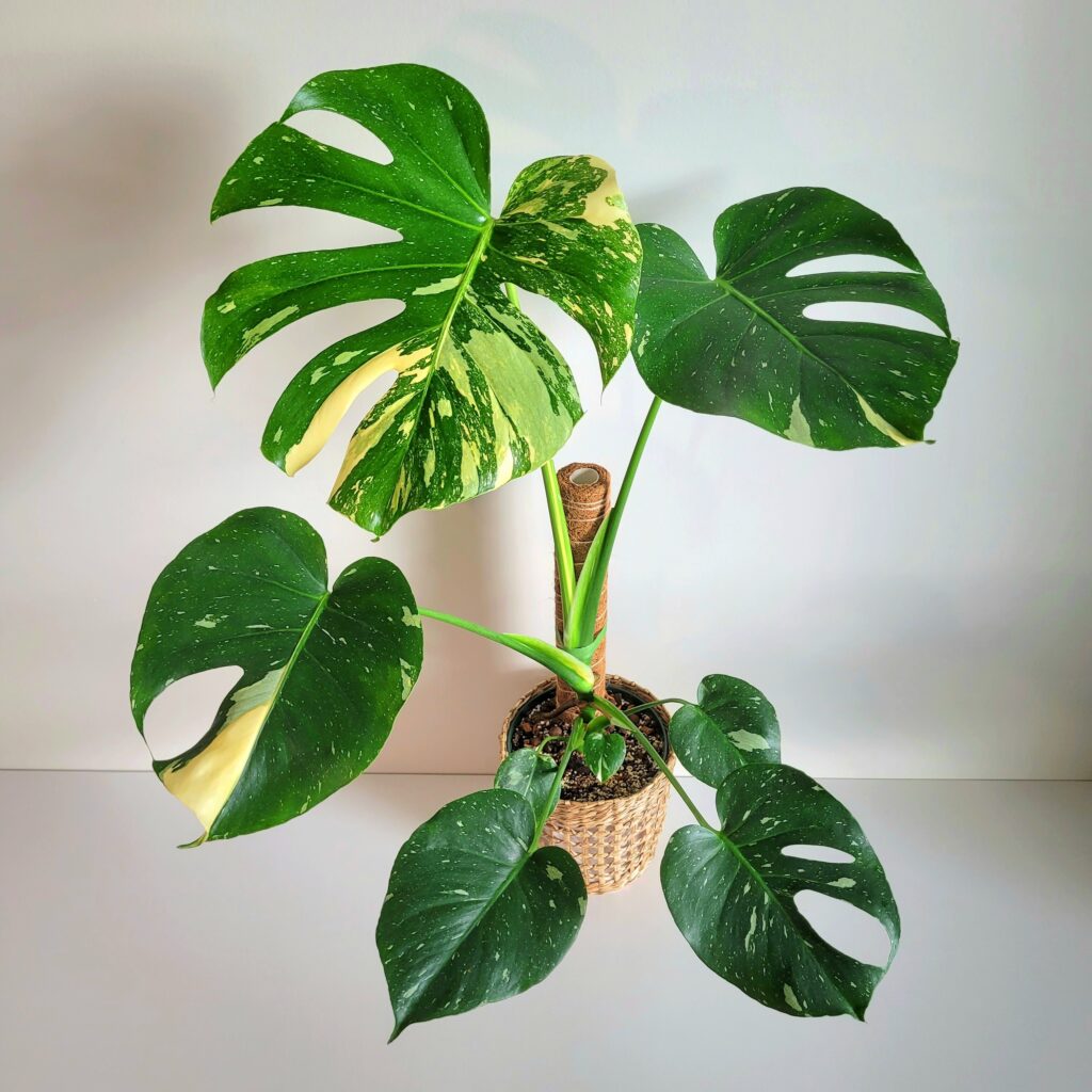 Monstera Thai Constellation Plant Care 101: Easy Tips for New Plant Parents 11 at Foliah A stunning Monstera Thai Constellation displays its unique variegated leaves.