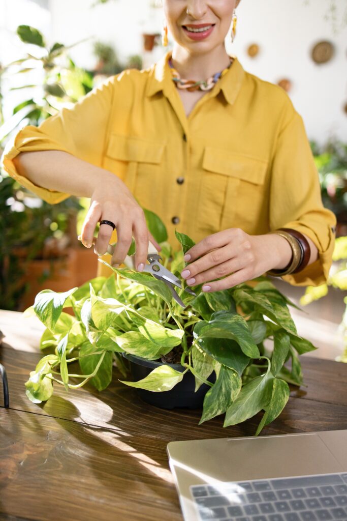 How to Make Pothos Fuller: Simple Tips for Lush, Bushy Growth 2 at Foliah A woman is trimming a pothos plant with scissors, enjoying the process of home gardening