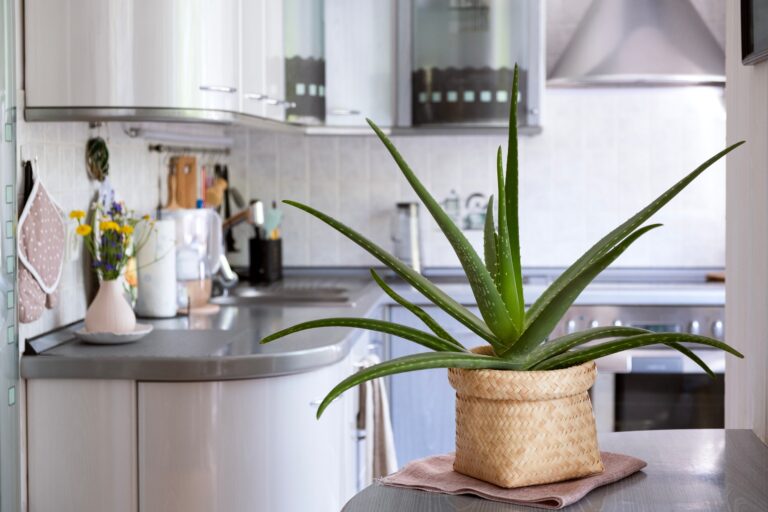 Aloe vera stands in a wicker pot on the kitchen table. Decorating the interior of the house with live plants. Selective focus.