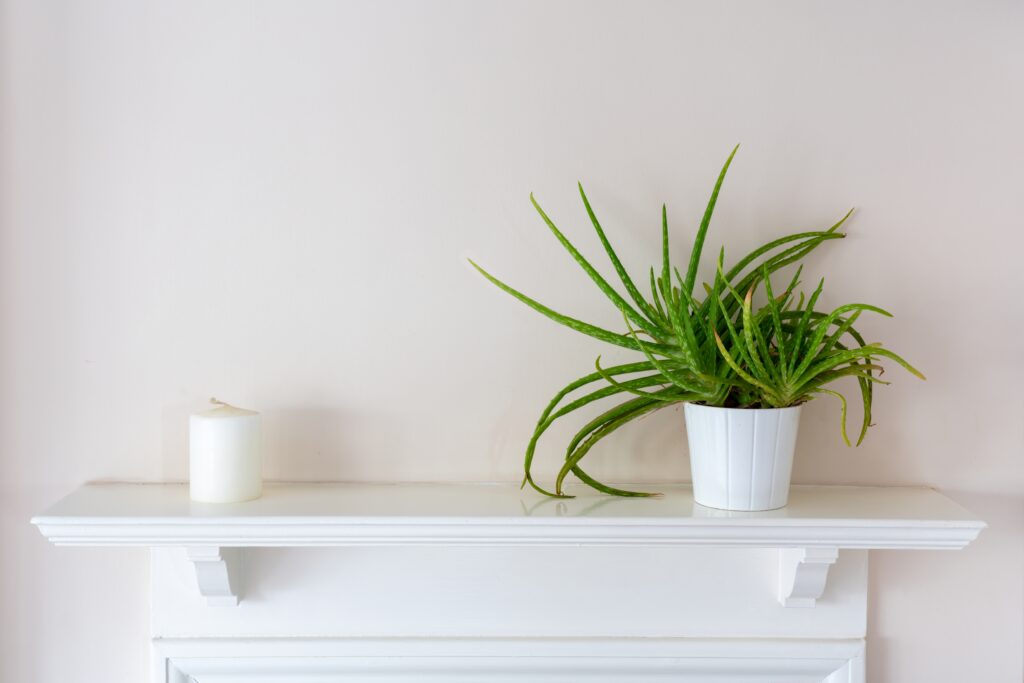 How to Grow Aloe Vera Plants Indoors: 9 Simple Tips 13 at Foliah An Aloe Vera plant in a white china pot and a white candle is placed on an old-style white wooden shelf.