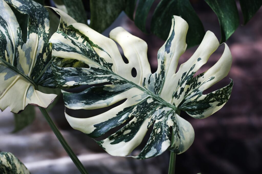 Monstera Thai Constellation Plant Care 101: Easy Tips for New Plant Parents 12 at Foliah Beautiful foliage of variegated houseplant Monstera Thai constellation selected form Creme Brulee