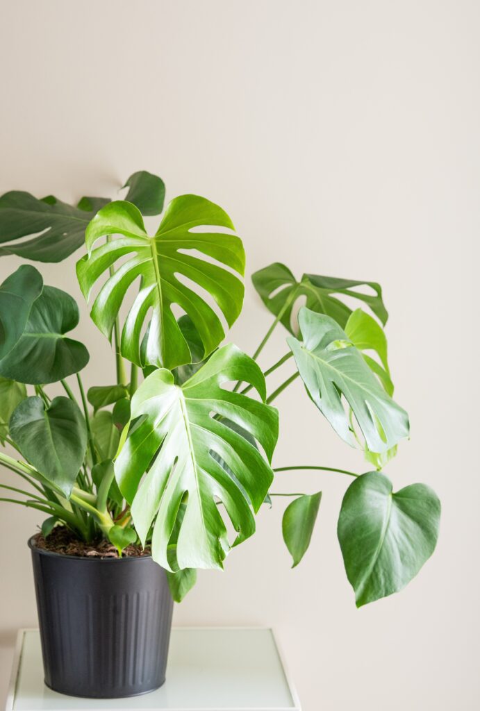 Obsessed With Monsteras? These 15 Types Will Steal Your Heart 2 at Foliah Beautiful monstera flower in black pot on decorative table on light background in morning sunlight. Minimalist scandinavian style room interior concept.