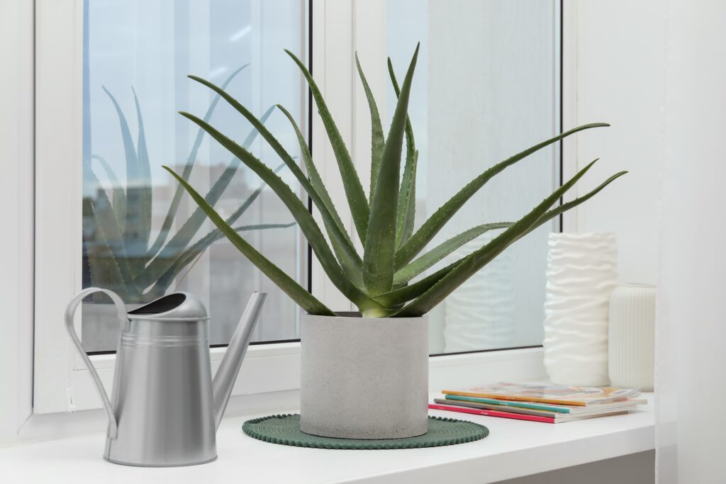 How to Grow Aloe Vera Plants Indoors: 9 Simple Tips - Foliah
