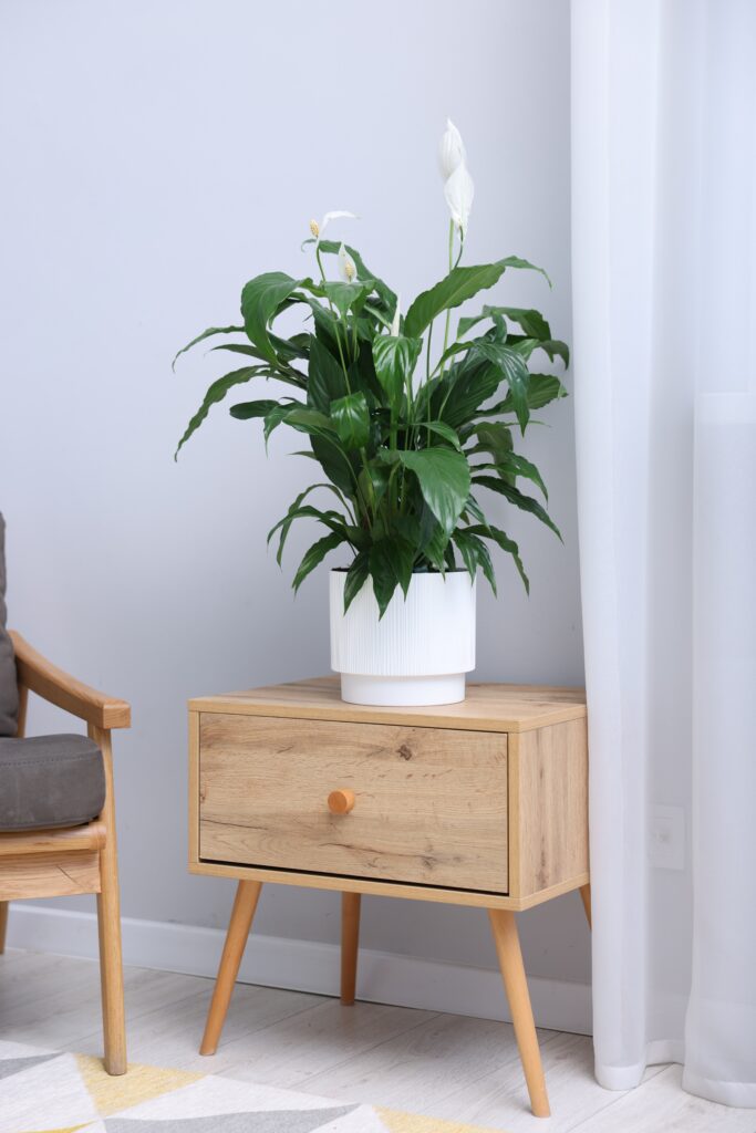 Beautiful spathiphyllum (peace lily) houseplant with flowers on wooden table at home