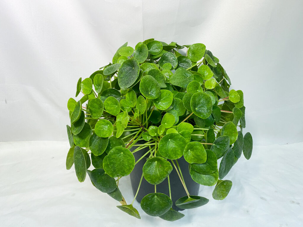 Chinese Money Plant Care 101: Easy Tips for Happy, Healthy Plants 15 at Foliah Big Pilea peperomioides or money plant in the pot.