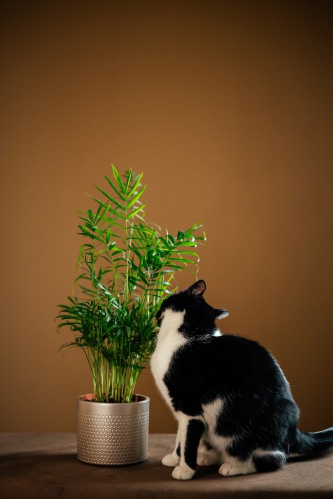 8 Pet Safe Indoor Plants for Cats and Dogs (Grow Without Worry!) 6 at Foliah Black and white domestic cat interacting with a potted Chamaedorea elegans, commonly known as the Parlor Palm.